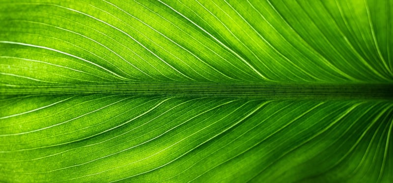 Eco-Friendly Art for Children